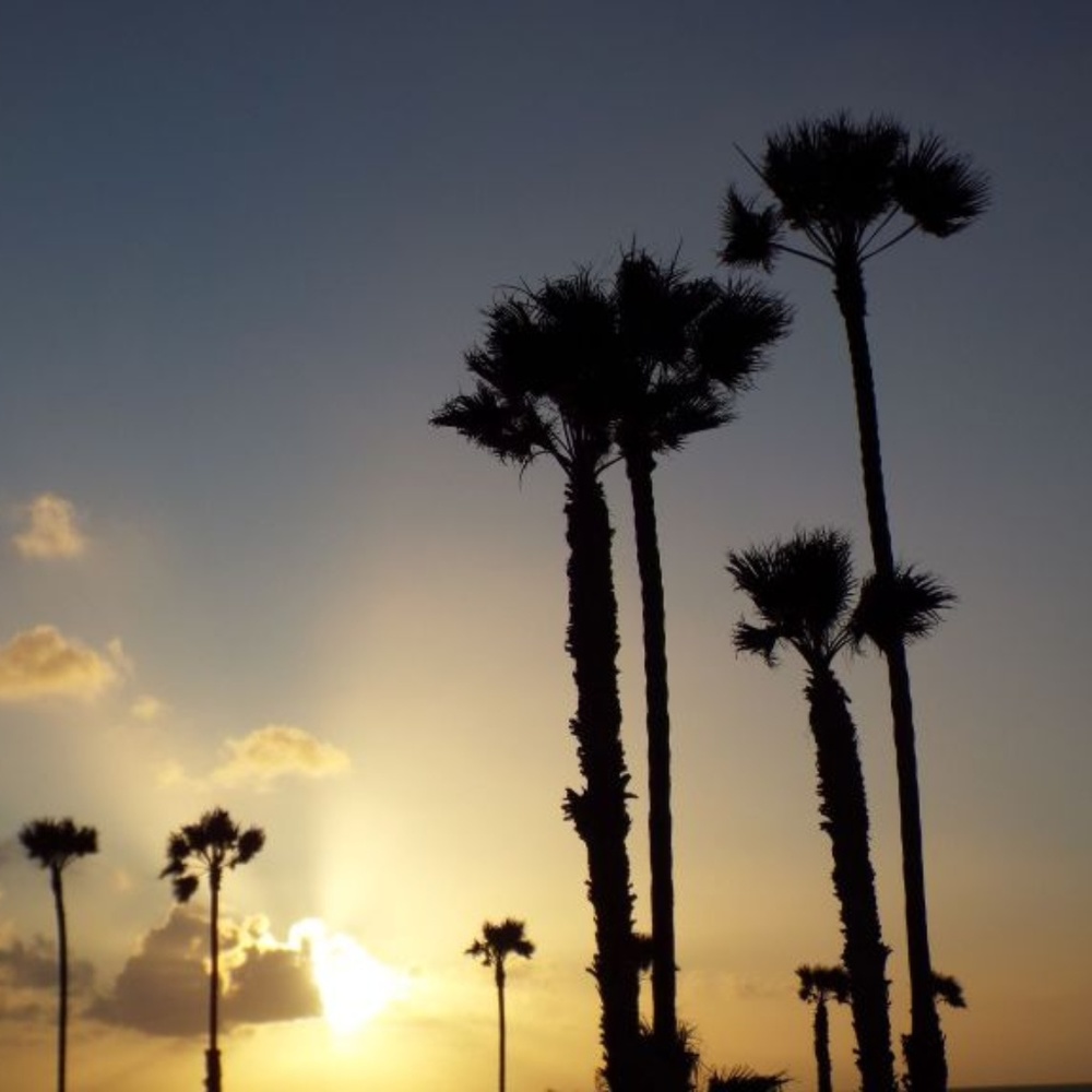 SUNSET W PALM TREES ~ 8" X 10" Photography